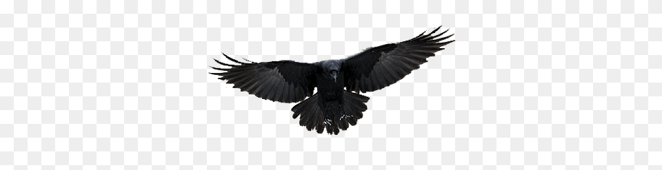 Photoshop In Crow, Animal, Bird, Blackbird Png Image