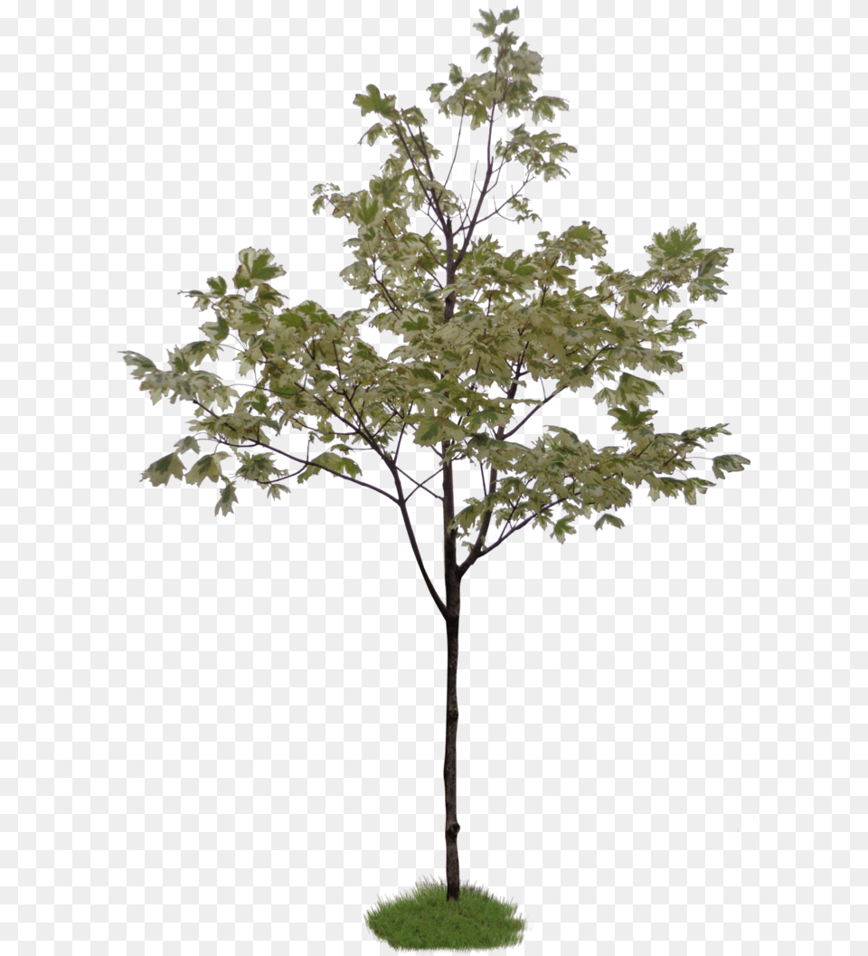 Photoshop Little Tree Download Little Tree Without Background, Maple, Oak, Plant, Sycamore Png Image