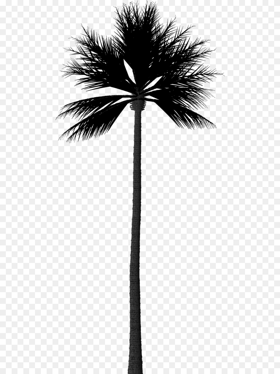 Photoshop Palm Tree Silhouette Png Image