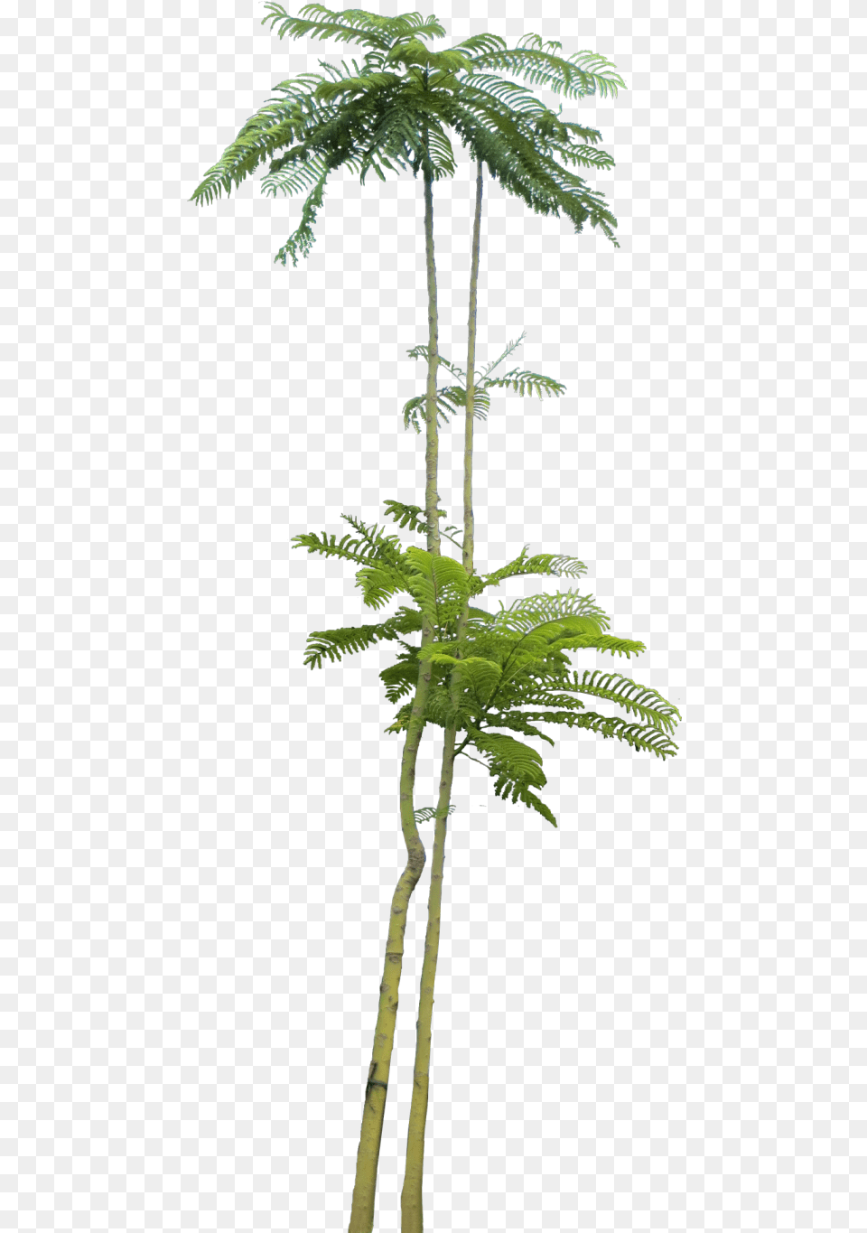 Photoshop Plant, Green, Tree, Palm Tree, Leaf Free Png Download