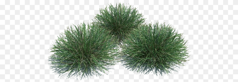 Photoshop Plant Cutout, Grass, Moss, Vegetation, Tree Png