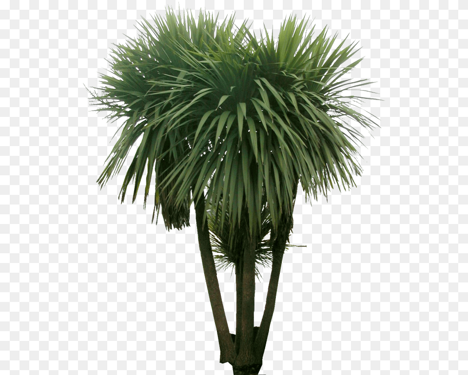 Photoshop Plante, Palm Tree, Plant, Tree, Vegetation Free Png