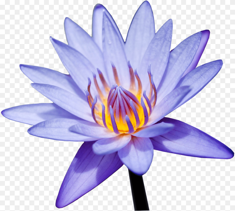 Photoshop Portable Network Graphics, Flower, Lily, Plant, Pond Lily Png Image
