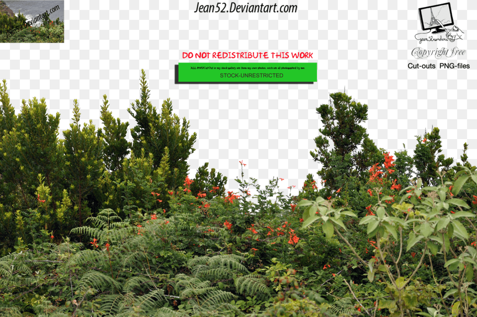 Photoshop Portable Network Graphics, Conifer, Vegetation, Tree, Rainforest Png