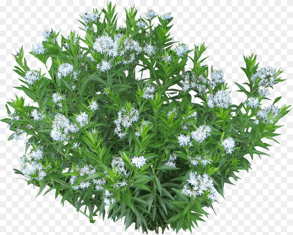 Photoshop Shrubs Transparent White Flower Bush, Herbal, Herbs, Plant, Apiaceae Png Image
