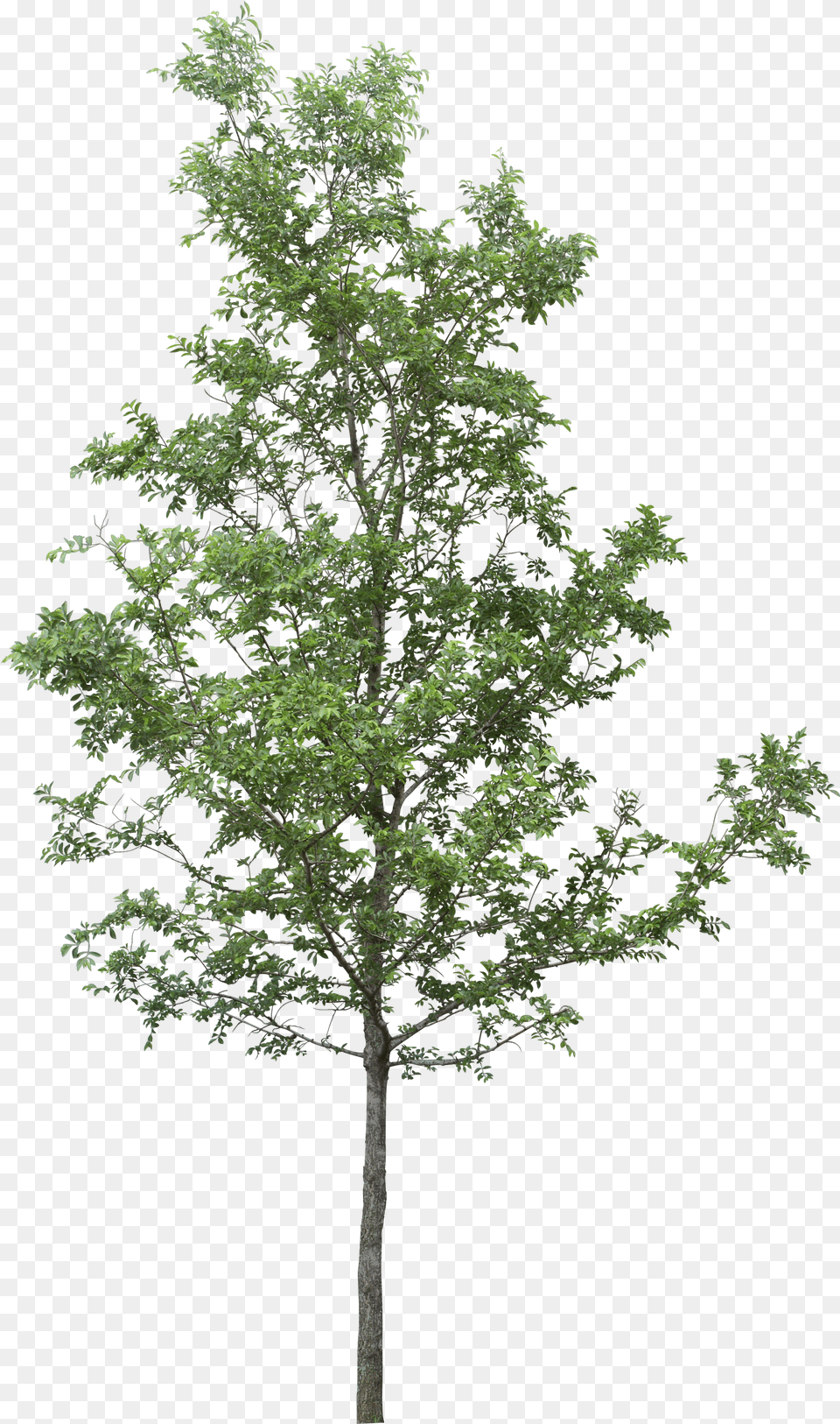 Photoshop Tree Free Transparent Png