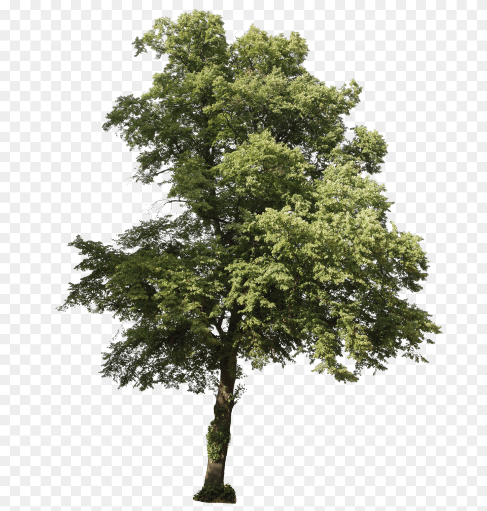 Photoshop Tree Brushes Pinus Brutia, Oak, Plant, Sycamore, Tree Trunk Free Png