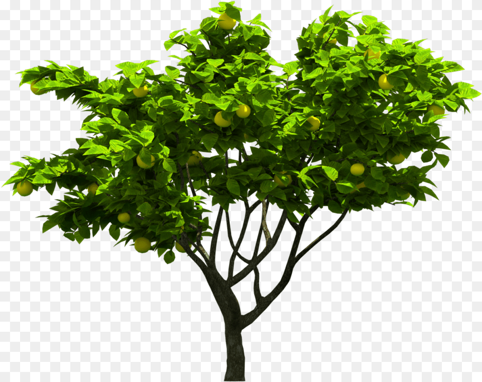 Photoshop Tree Hd, Leaf, Plant, Potted Plant, Citrus Fruit Free Transparent Png