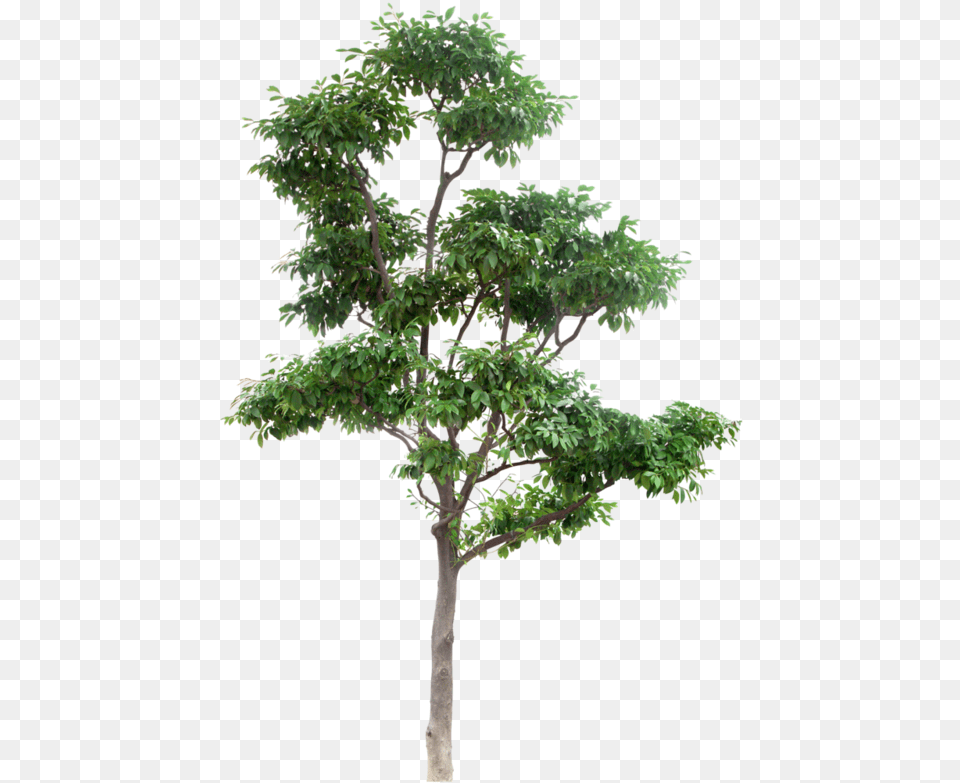 Photoshop Trees Download High Resolution Tree, Plant, Potted Plant, Oak, Sycamore Png Image