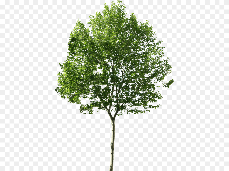 Photoshop Trees No Background, Maple, Oak, Plant, Sycamore Png Image