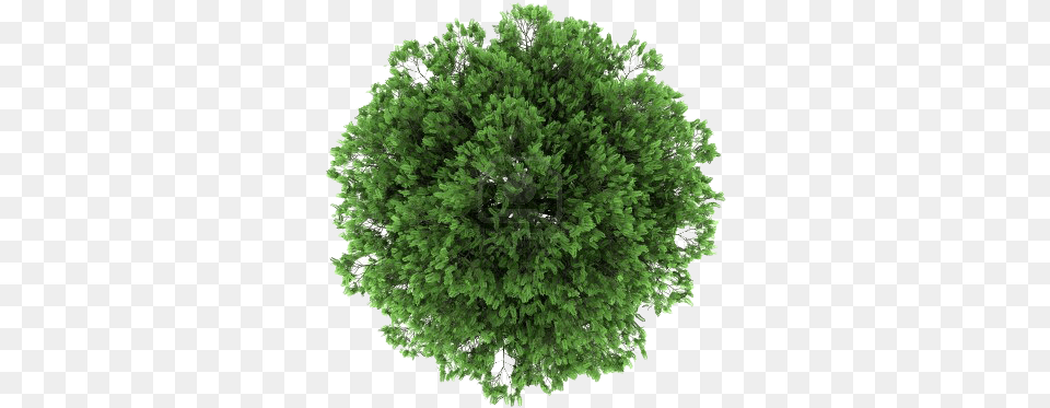 Photoshop Trees Plan 2 Tree Top View, Vegetation, Plant, Conifer, Woodland Png Image
