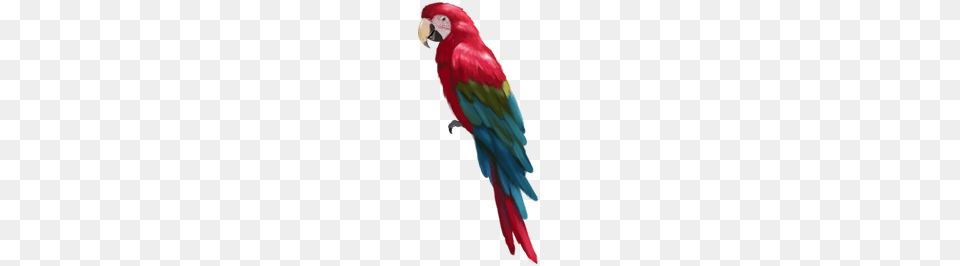 Photoshop Vector Genius, Animal, Bird, Macaw, Parrot Free Png