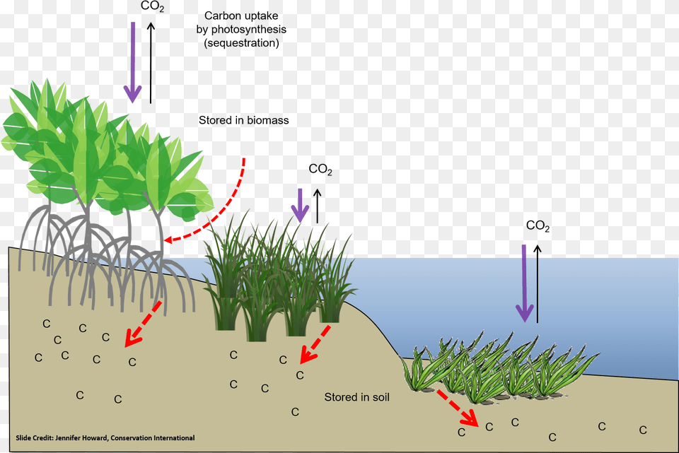 Photosynthesis In Salt Marshes, Grass, Plant, Vegetation, Soil Png