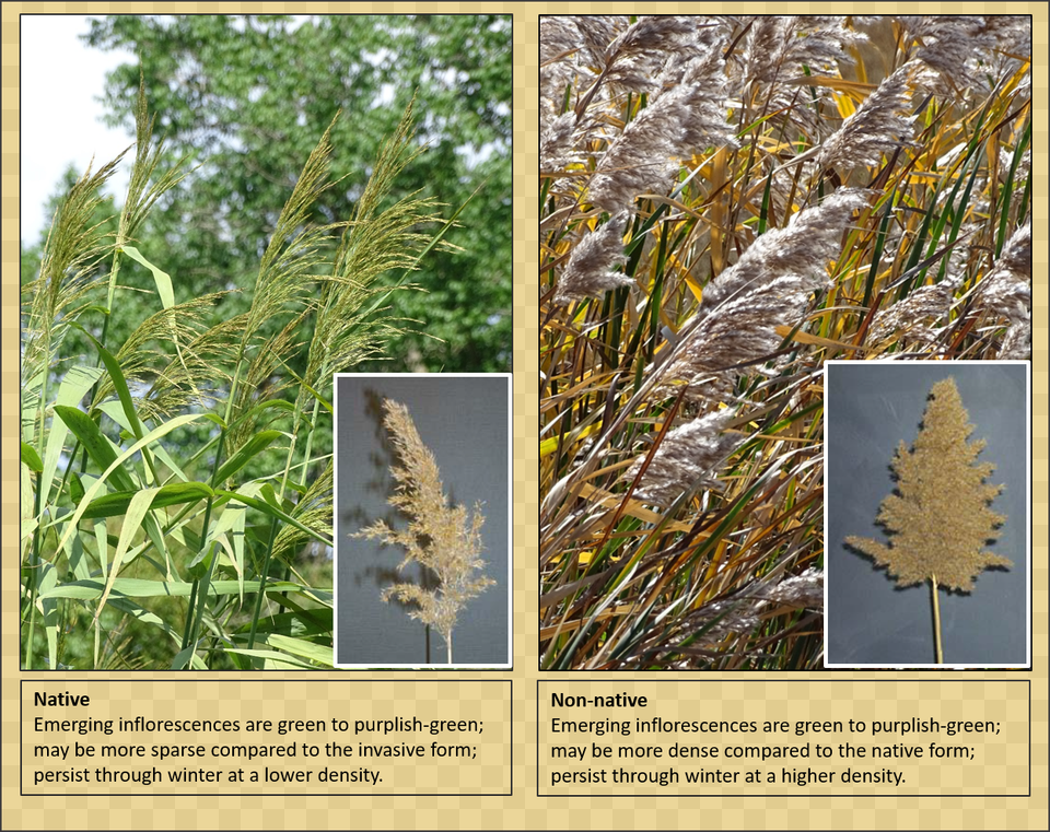 Phragmites Common Reed, Grass, Plant, Vegetation, Art Free Png
