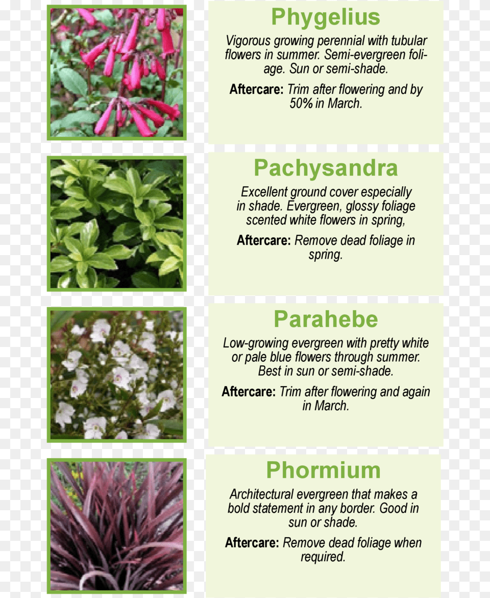 Phygelius Vigorous Growing Perennial With Tubulor Flowers Lobelia, Vegetation, Herbal, Herbs, Plant Png