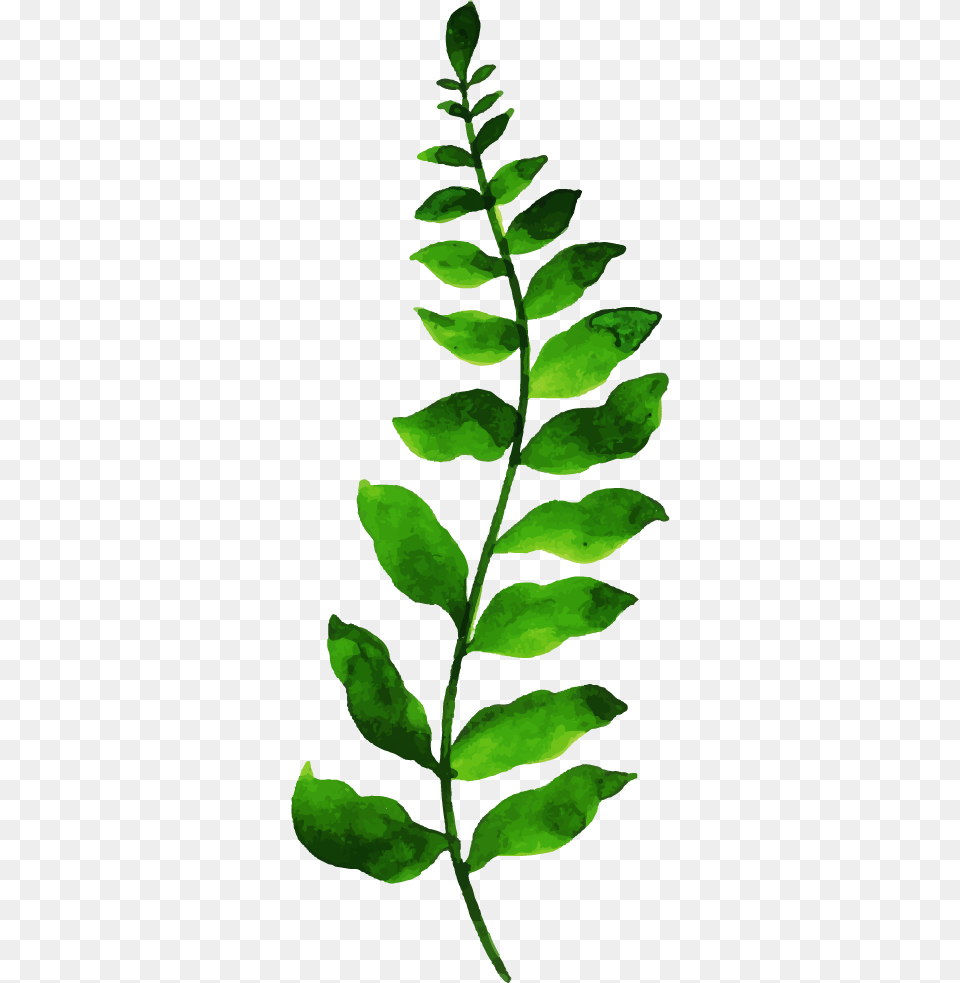 Phyllanthus Family, Fern, Leaf, Plant, Animal Png Image