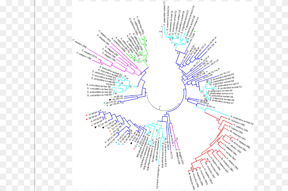 Phylogenetic Analysis Of Putative Apor Sequences Sea Vertebrate, Cad Diagram, Diagram, Chart, Plan Free Png