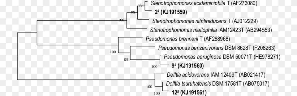 Phylogenetic Tree Derived From 16s Rdna Sequence Data Number, Gray Png Image