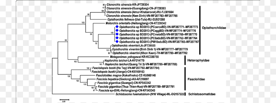 Phylogenetic Tree For Opisthorchis Sp Opisthorchiidae Png Image
