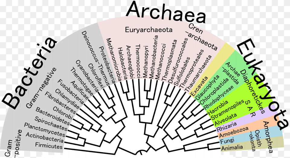 Phylogenetic Tree Of Life, Chart, Plot, Business Card, Paper Free Png Download