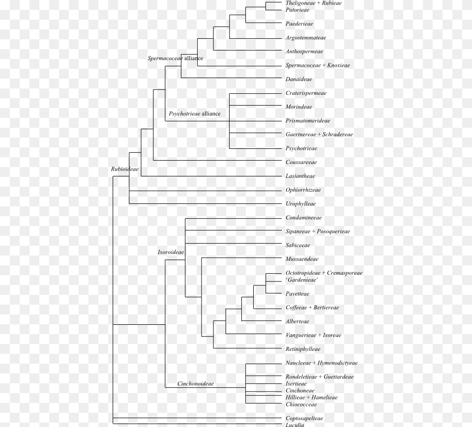 Phylogeny Of Malpighia Emarginata, Gray Png Image