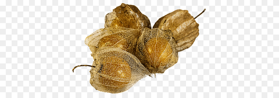 Physalis Alkekengi Leaf, Plant, Food, Fruit Free Png