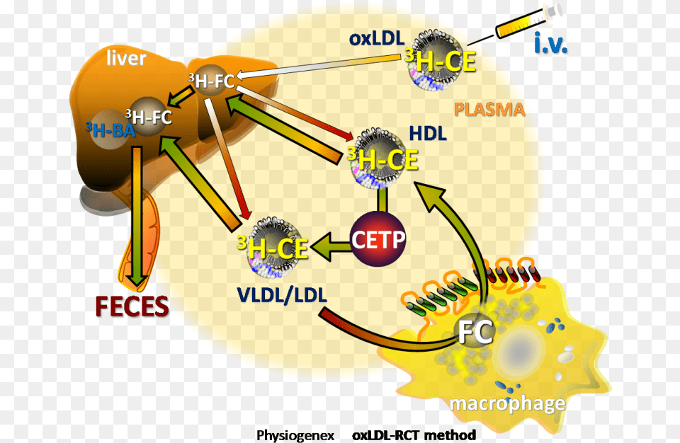 Physiogenex Ox Ldl Method For Reverse Cholesterol Transport Reverse Cholesterol Transport Rct Png