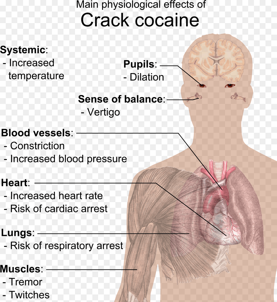 Physiological Effects Of Crack Cocaine Crack Does To Your Body, Body Part, Face, Head, Neck Free Png