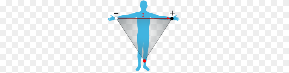 Physiology, Triangle, Adult, Male, Man Free Transparent Png