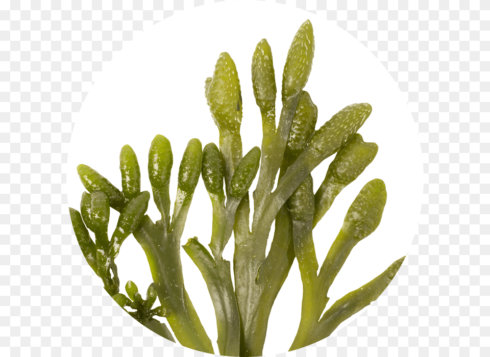 Phytoplankton Annemarie Brlind Facial Care Beauty Secrets Phyo Lifting Cure, Plant, Seaweed Free Transparent Png