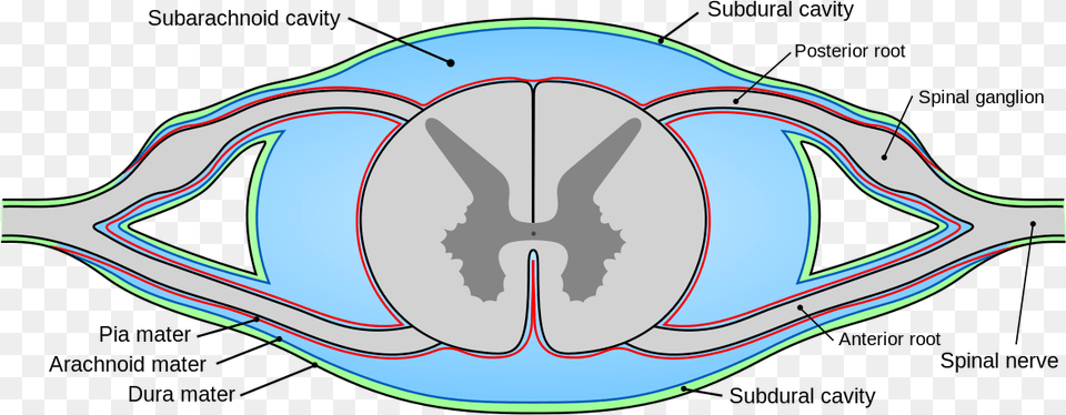 Pia Mater Of Spinal Cord, Ct Scan Png