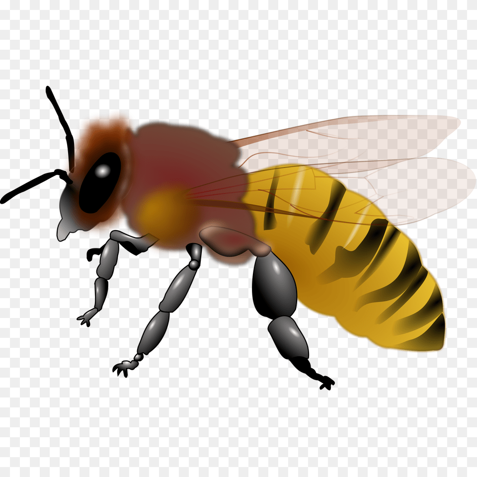 Piano Clip Art Bee Clipart, Animal, Honey Bee, Insect, Invertebrate Free Png