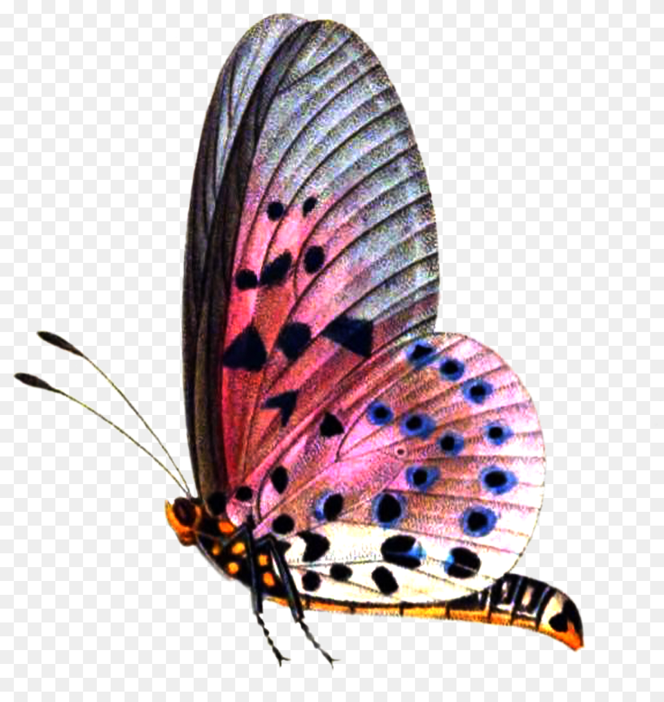 Pic Butterflies Image Butterfly For Picsart, Animal, Insect, Invertebrate Free Png
