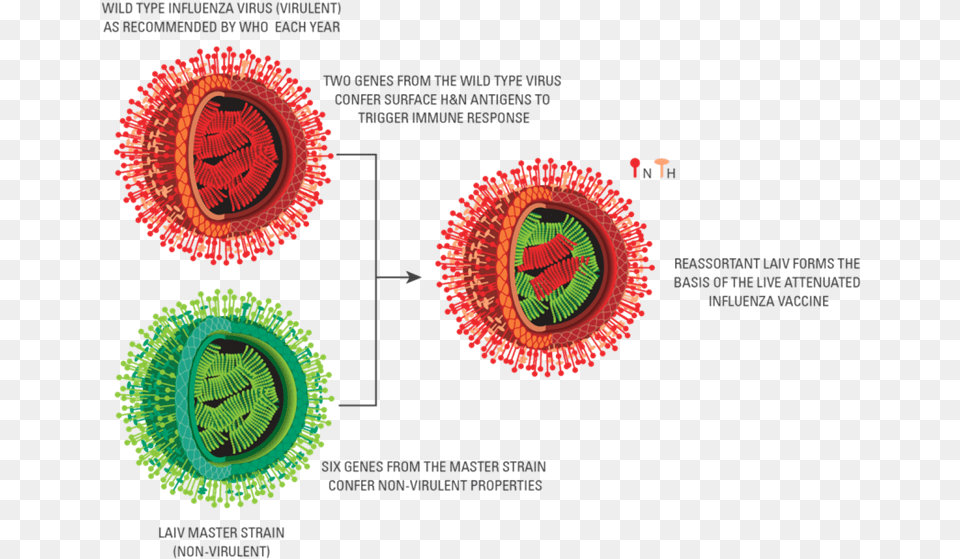 Pic For Laiv Section Live Attenuated Vaccine Diagram, Accessories, Pattern Png