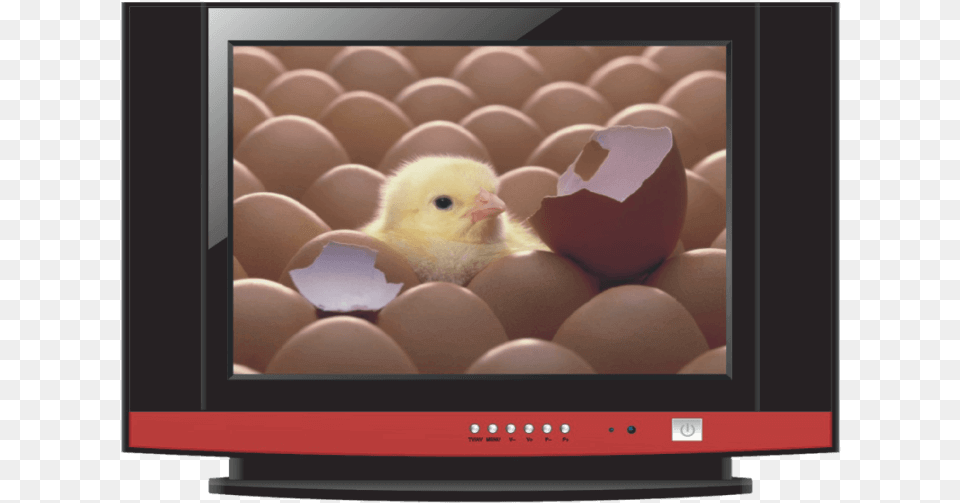 Pic New Born From Egg, Animal, Screen, Poultry, Monitor Free Png Download