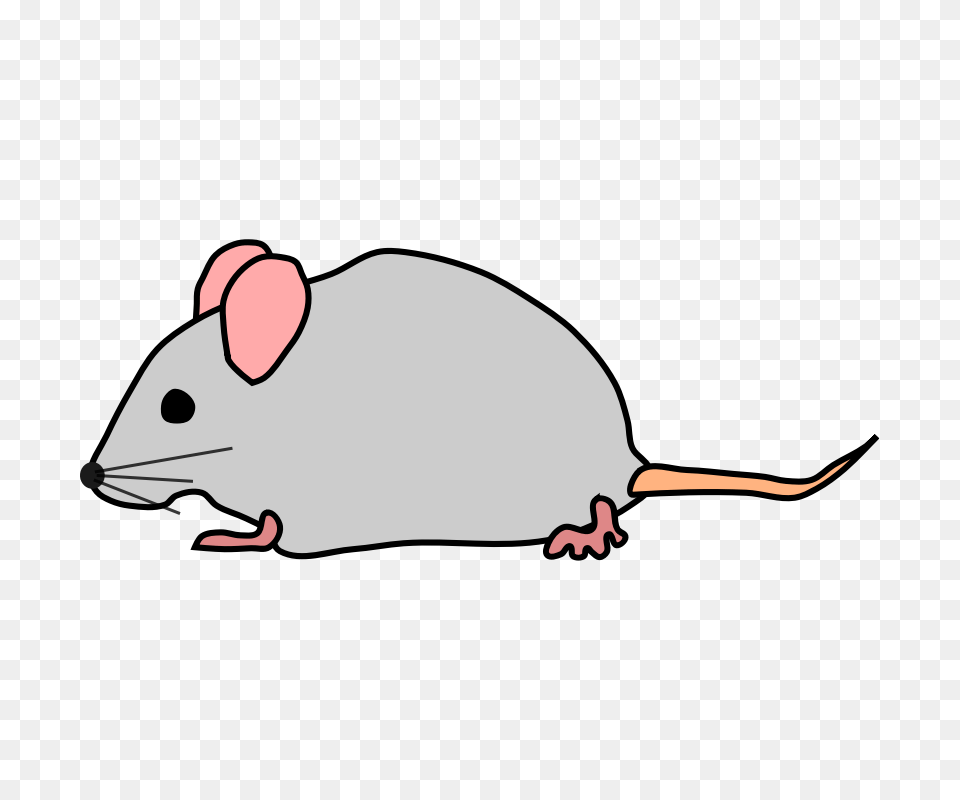Pic Of Mice, Animal, Mammal, Rodent, Rat Free Transparent Png