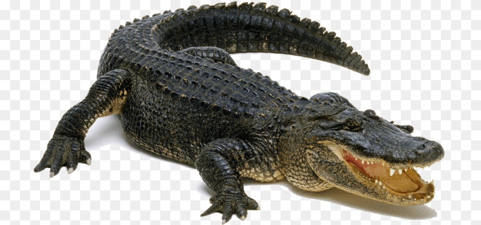 Pic Peoplepng Com Background Alligator, Animal, Lizard, Reptile, Crocodile Free Transparent Png