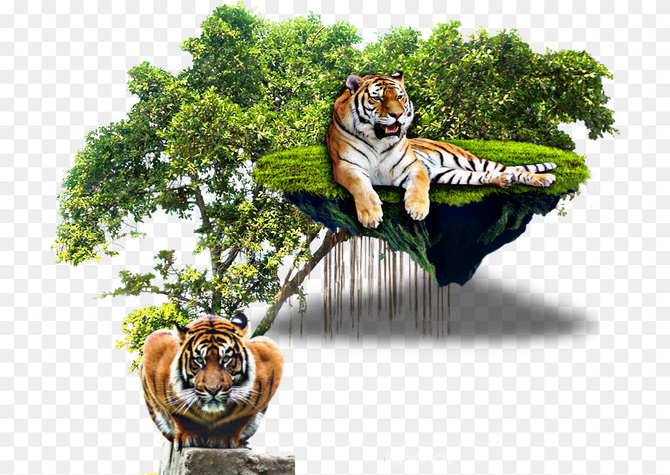 Pic Tiger Picsart Picsartphoto Picsarteffects Tropical Rainforest Trees, Animal, Wildlife, Mammal, Tree Free Transparent Png