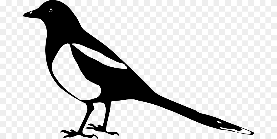 Pica Pica Magpie Silhouette, Gray Png Image