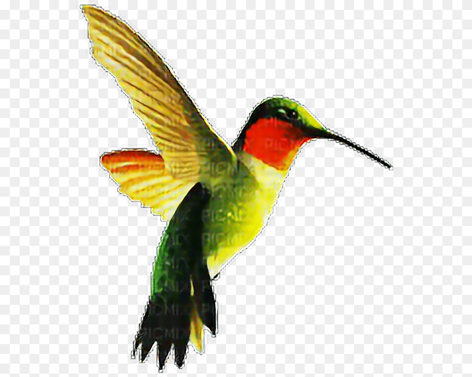 Picaflor Pajaro Freetoedit Imagenes De Pajaro Picaflor, Animal, Bird, Hummingbird Png