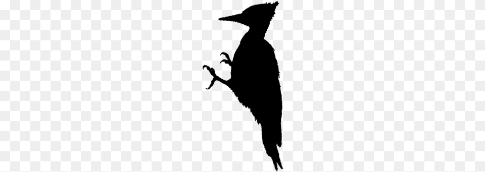 Piciformes Woodpecker Silhouette, People, Person, Animal, Mammal Png Image