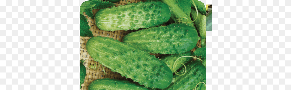 Pick A Bushel Hybr Pick A Bushel Hybrid Cucumber Seeds, Food, Plant, Produce, Vegetable Png