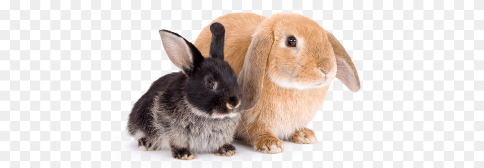 Pick Your Perfect Rabbit Rabbit, Animal, Mammal, Rat, Rodent Free Transparent Png