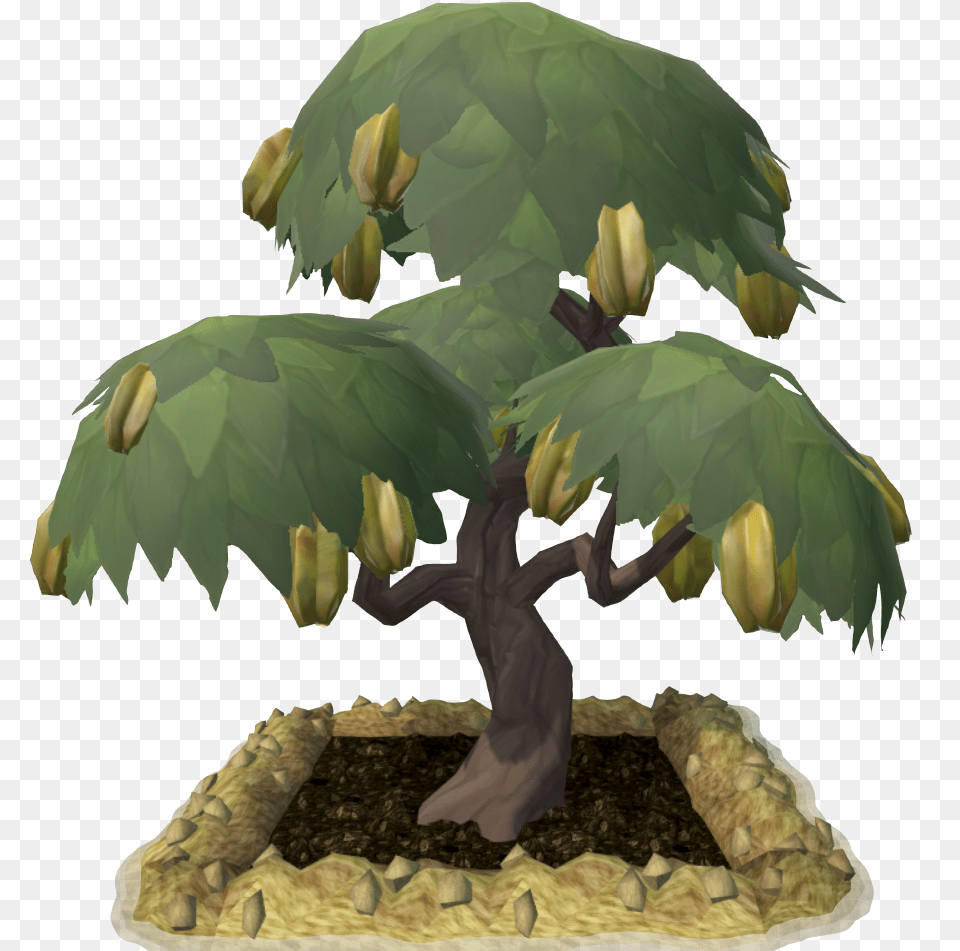 Picking Primal Fruit The Runescape Wiki Chinese Sweet Plum, Plant, Tree, Potted Plant, Wedding Png