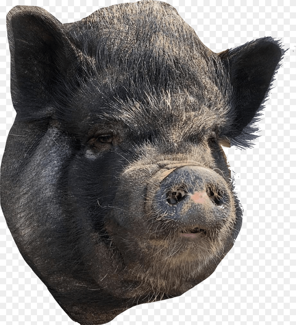 Pickles Domestic Pig, Animal, Boar, Hog, Mammal Free Transparent Png