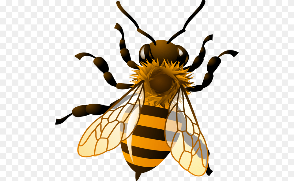 Pics For Gt Honey Bee Drawing Clip Art Honey Bee Landing, Animal, Honey Bee, Insect, Invertebrate Free Png