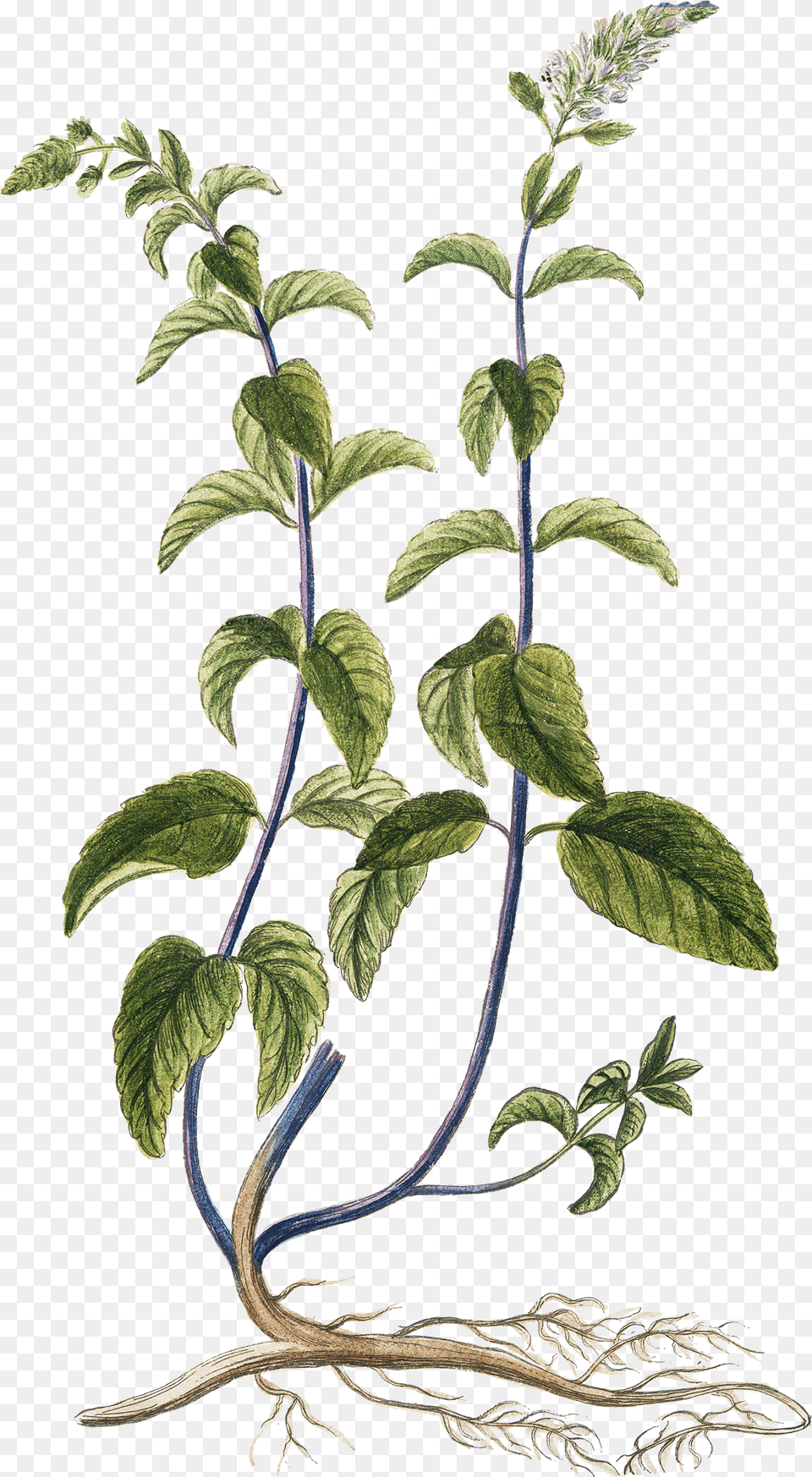Pics Of Herbs Botanical Herb Prints, Grass, Herbal, Leaf, Mint Free Png Download