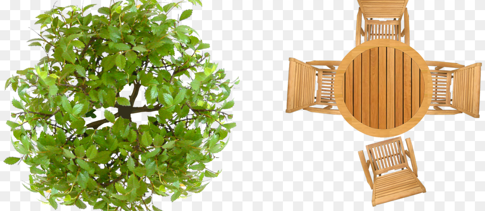 Pics Photos Tree Plan View Photoshop Texture Outdoor Furniture Top View, Potted Plant, Plant, Wood, Food Png Image