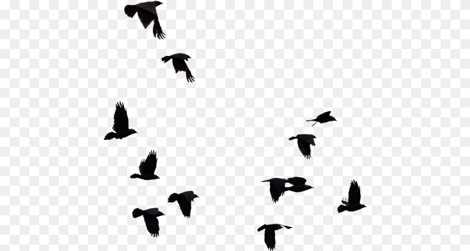 Picsart Alone Boy Background, Animal, Bird, Flying Free Png