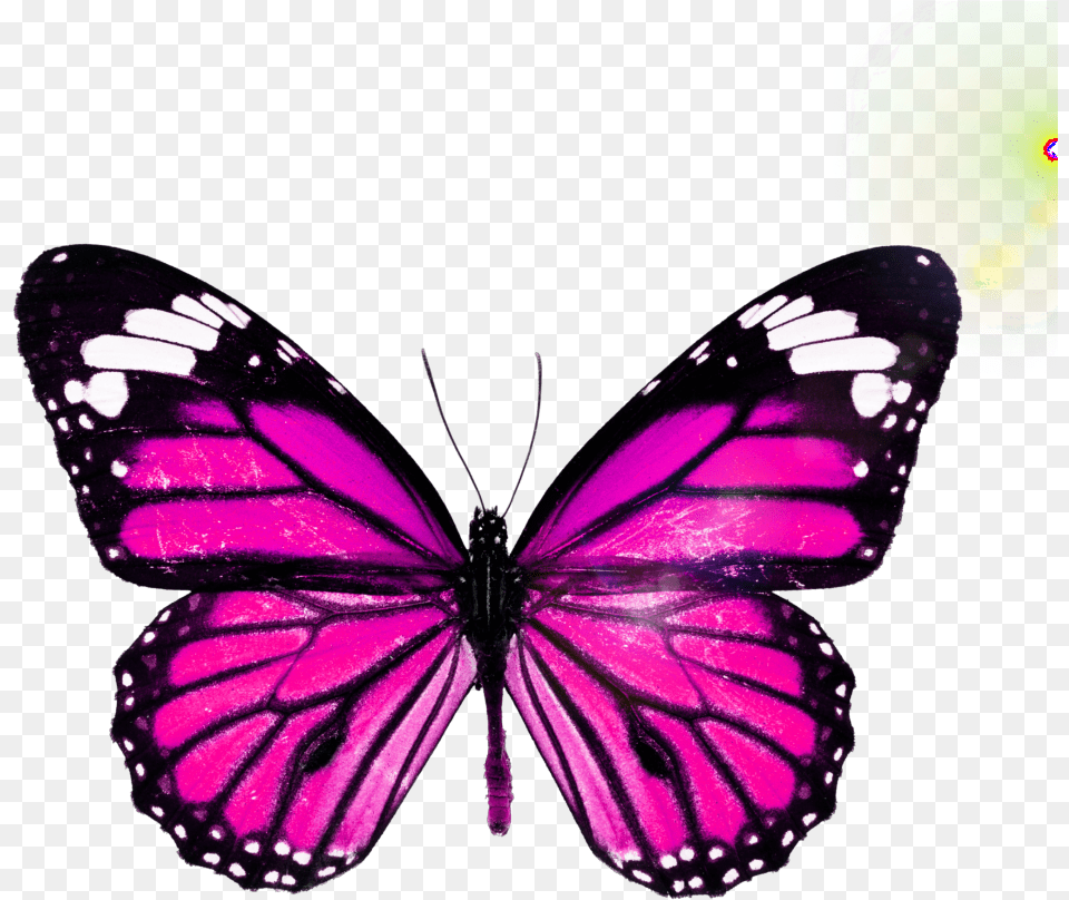 Picsart Boterfly Edit, Purple, Animal, Butterfly, Insect Free Transparent Png